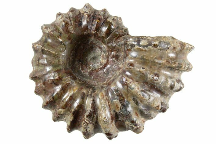 Bumpy Ammonite (Douvilleiceras) Fossil - Madagascar #343814